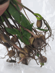 a person is holding a bunch of roots and leaves