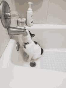 a cat is drinking water from a bathtub faucet .