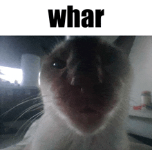 a close up of a cat 's face with the word whar below it