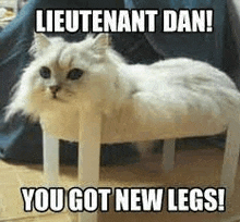 a white cat is sitting on top of a white stool with the words `` lieutenant dan ! you got new legs ! ''