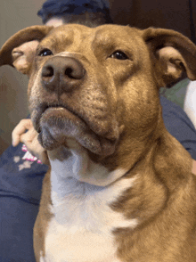 a close up of a brown and white dog with a serious look on its face