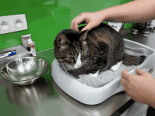 a cat is being examined by a person in a veterinarian 's office with a bowl of food in the background