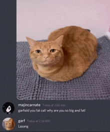 a cat is sitting on a rug and a screenshot of a conversation between majincarnate and garf is shown