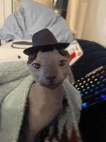 a hairless cat wearing a fedora hat and a sweater