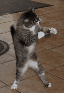 a cat standing on its hind legs with its paws up