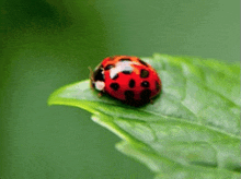 a ladybug is sitting on a green leaf ..