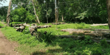 a lot of logs are laying on the ground in a field .