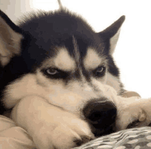 a husky dog with blue eyes is laying on a bed looking at the camera