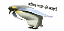 a penguin with a fish in its beak is standing on a white background with russian writing .