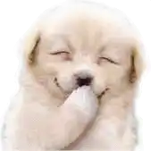 a small puppy is covering its mouth with its paw and smiling .