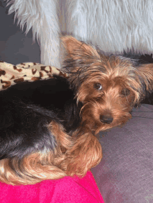 a small dog laying on a couch with a pink blanket