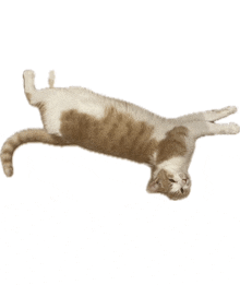 a brown and white cat is laying on its back on a white background