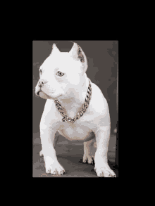 a small white dog with blue eyes wearing a gold chain around its neck