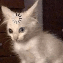 a white kitten with a spinning wheel on its head .