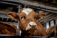 a brown and white cow with a tag on its ear that says ' srl ' on it