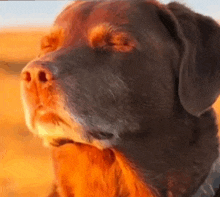 a close up of a brown dog 's face with its eyes closed