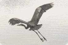 a bird with its wings spread is flying over a body of water