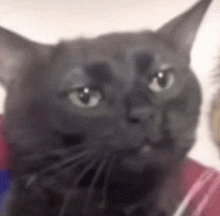 a close up of a black cat looking at the camera with a blurred background .