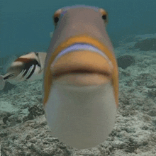 a fish is swimming in the ocean with its mouth open .