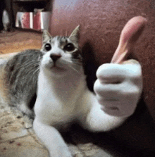 a gray and white cat is giving a thumbs up sign