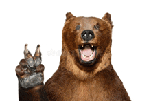 a brown bear is giving a peace sign with his paw