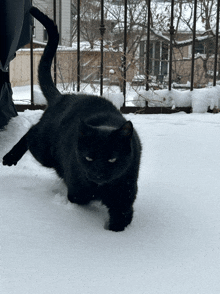 a black cat walking in the snow with a fence in the background