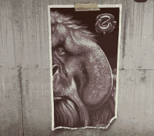 a drawing of a monkey with a beard is taped to a concrete wall