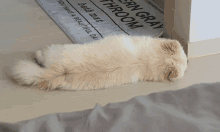 a dog laying on the floor next to a rug that says eternal gray