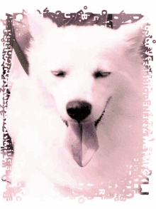 a picture of a white dog with its tongue hanging out is surrounded by letters