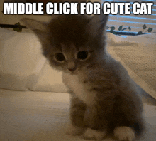 a kitten sitting on a bed with the words middle click for cute cat below it