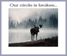 a moose standing on the shore of a lake with the words " our circle is broken " above it