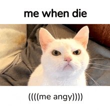 a white cat with an angry look on its face and the words me when die