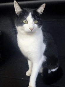 a black and white cat with green eyes is sitting in a car