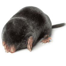 a close up of a black mole with its eyes closed on a white background