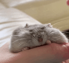 a person is holding a hamster in their hand with its eyes closed