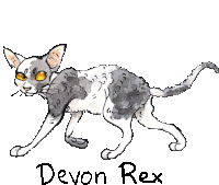 a drawing of a cat with the name devon rex