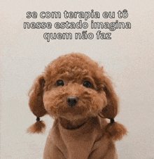 a small brown poodle with pigtails on its ears is wearing a sweater with a caption that says se com terapia eu to