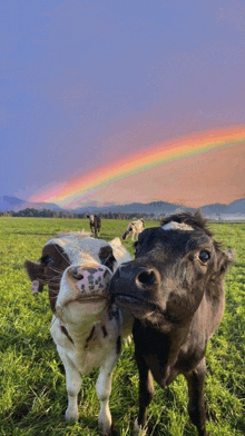 two cows in a field with a rainbow in the sky