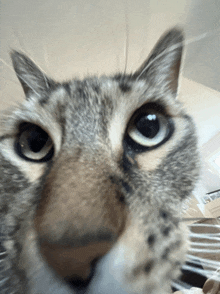 a close up of a cat looking at the camera with a blurry background