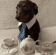 a dachshund wearing a tie and collar is sitting next to a tea set