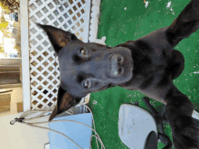 a black dog laying on a green lawn looking up