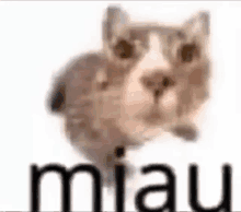 a cat is standing in front of a white background with the word miau written on it .