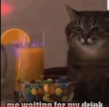 a cat sitting in front of a glass of orange juice