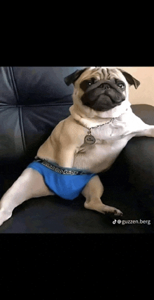 a pug dog wearing a pair of underwear that says ' calvin klein ' on it