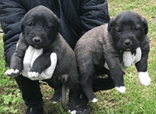 a person is holding two puppies in their arms