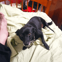 a black dog is laying on a bed with a person 's foot in the background