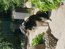 a black and white dog standing in a garden