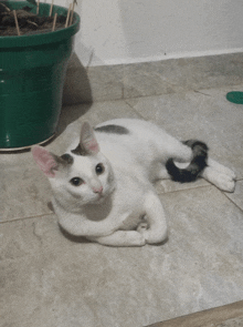 a white cat laying on a tiled floor next to a green pot