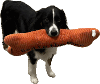 a black and white dog holding an orange toy that says bad to the bone