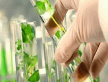 a person is holding a test tube with a plant in it in a lab .